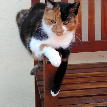 Linarhof Urlaub Am Bio Bauernhof *