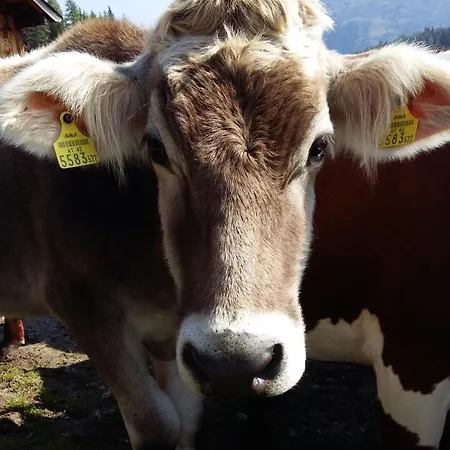 Daire Linarhof Urlaub Am Bio Bauernhof Haus im Ennstal