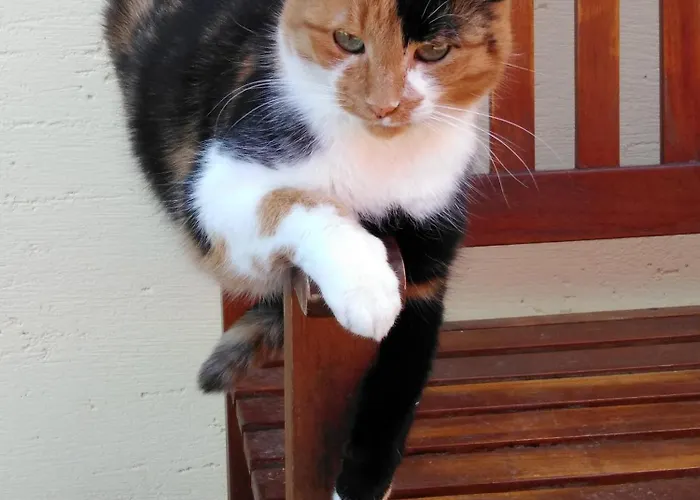 Linarhof Urlaub Am Bio Bauernhof *