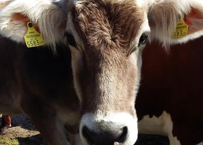 Apartment Linarhof Urlaub Am Bio Bauernhof Haus im Ennstal